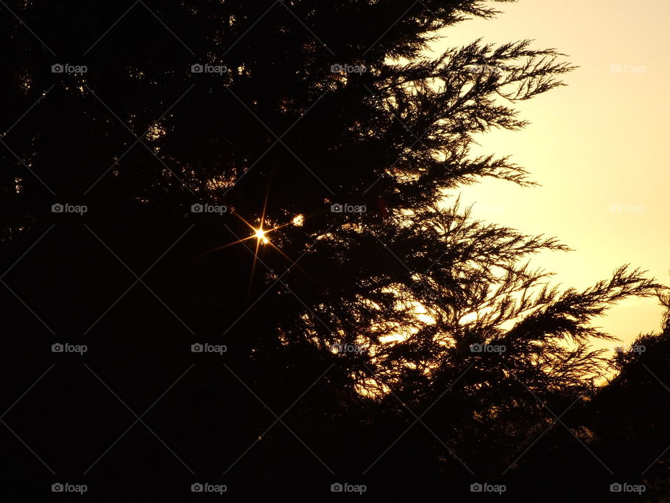 Sun peaking through the dark, tree branches
