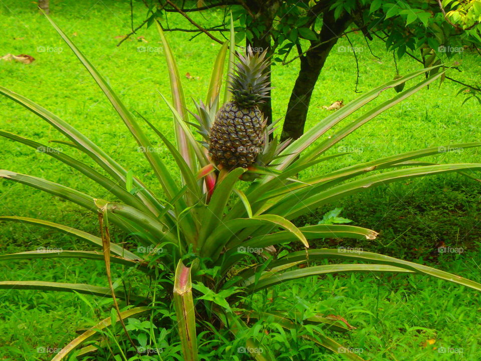 pineapple plant