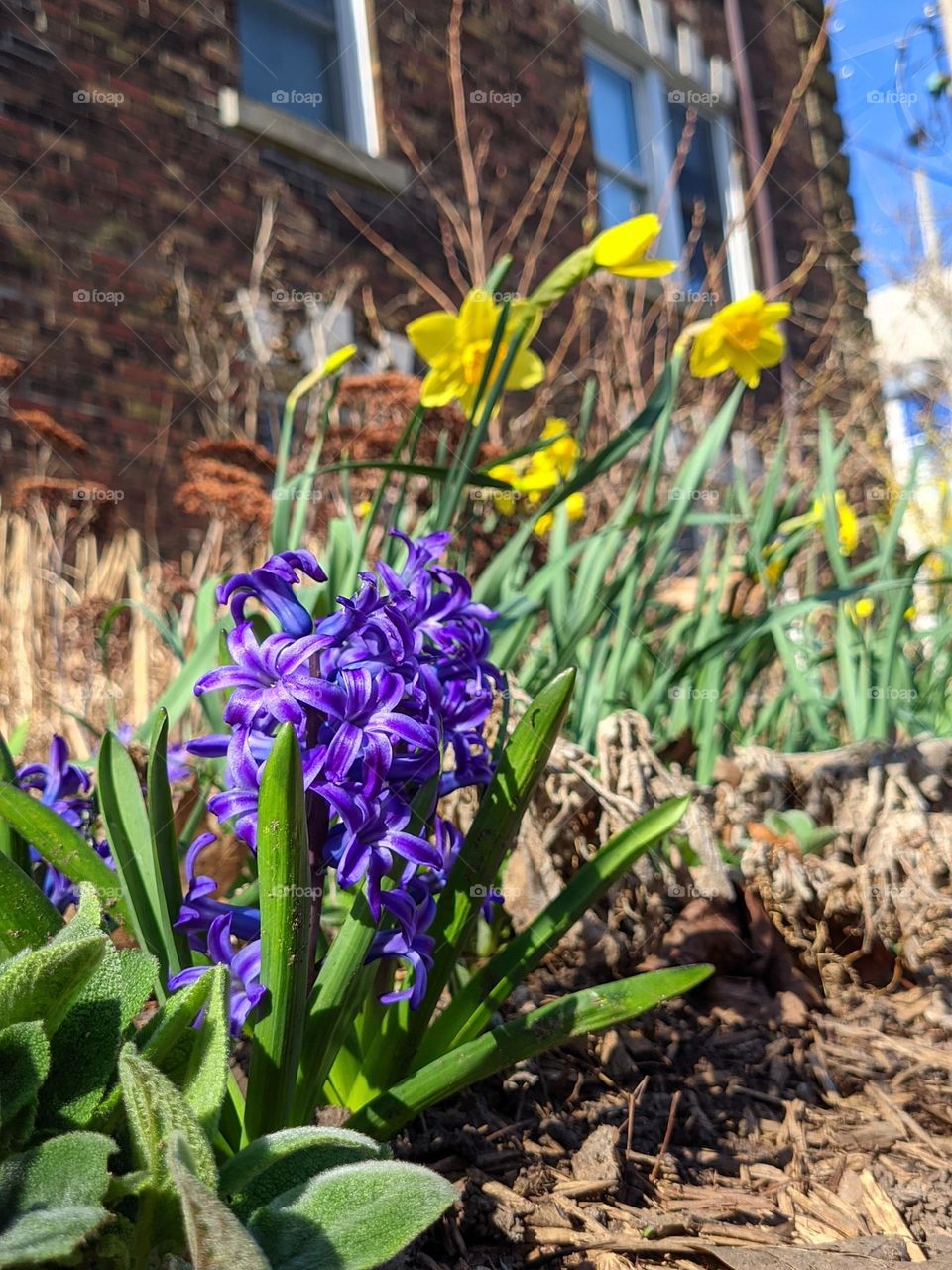 Urban city view.  Top view of blooming flowers,  branches close up. Spring season