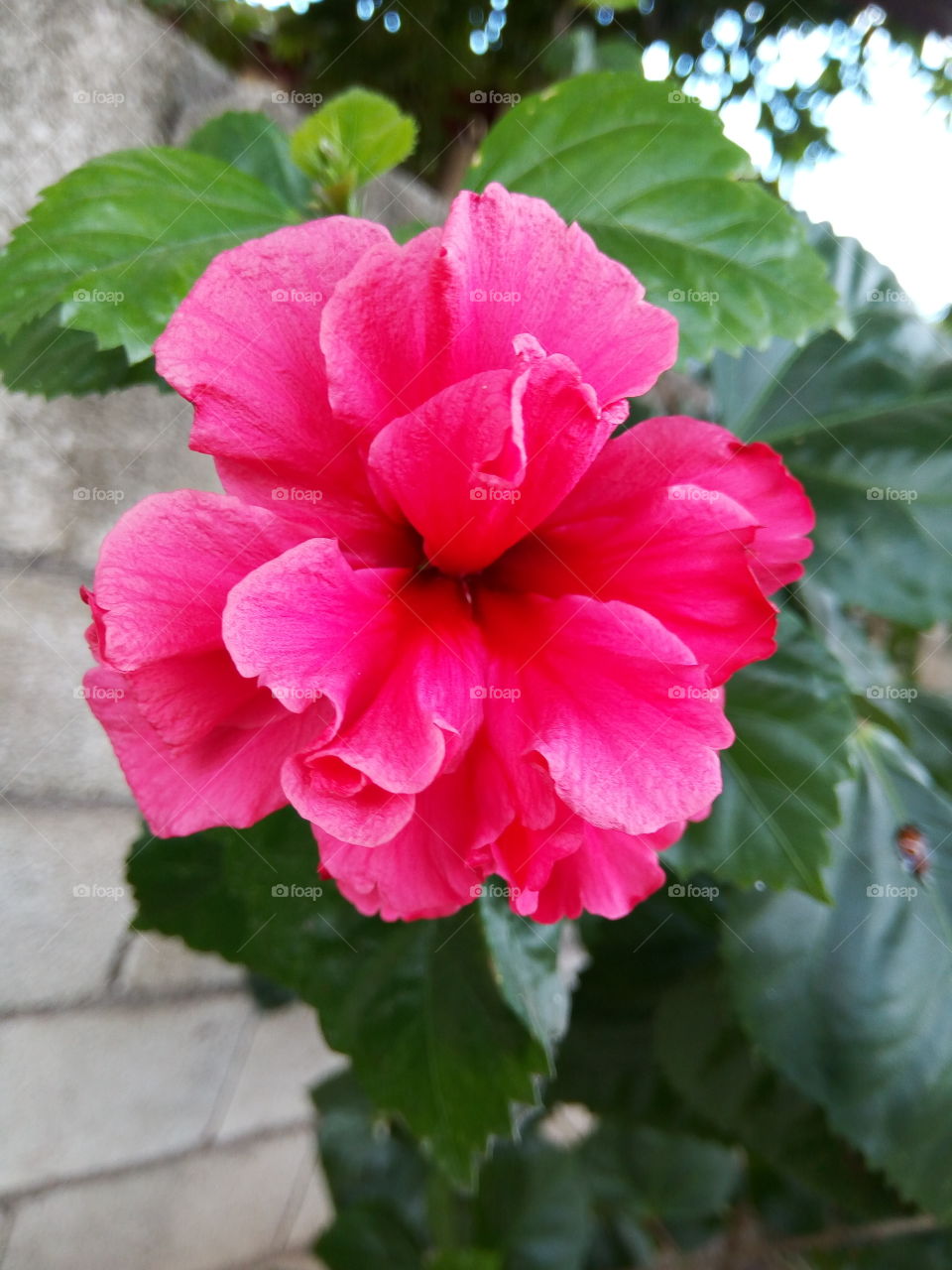blooming  red hibiscus