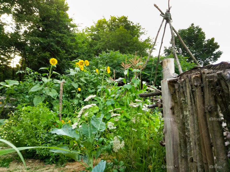 garden with sunflowers