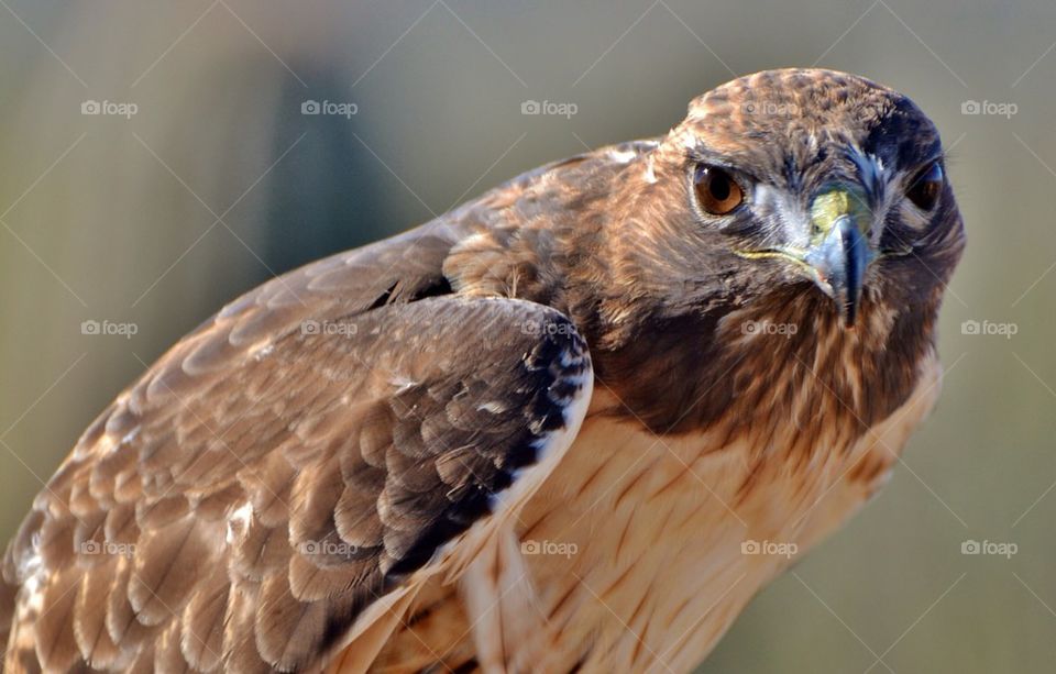 Red Tailed Hawk