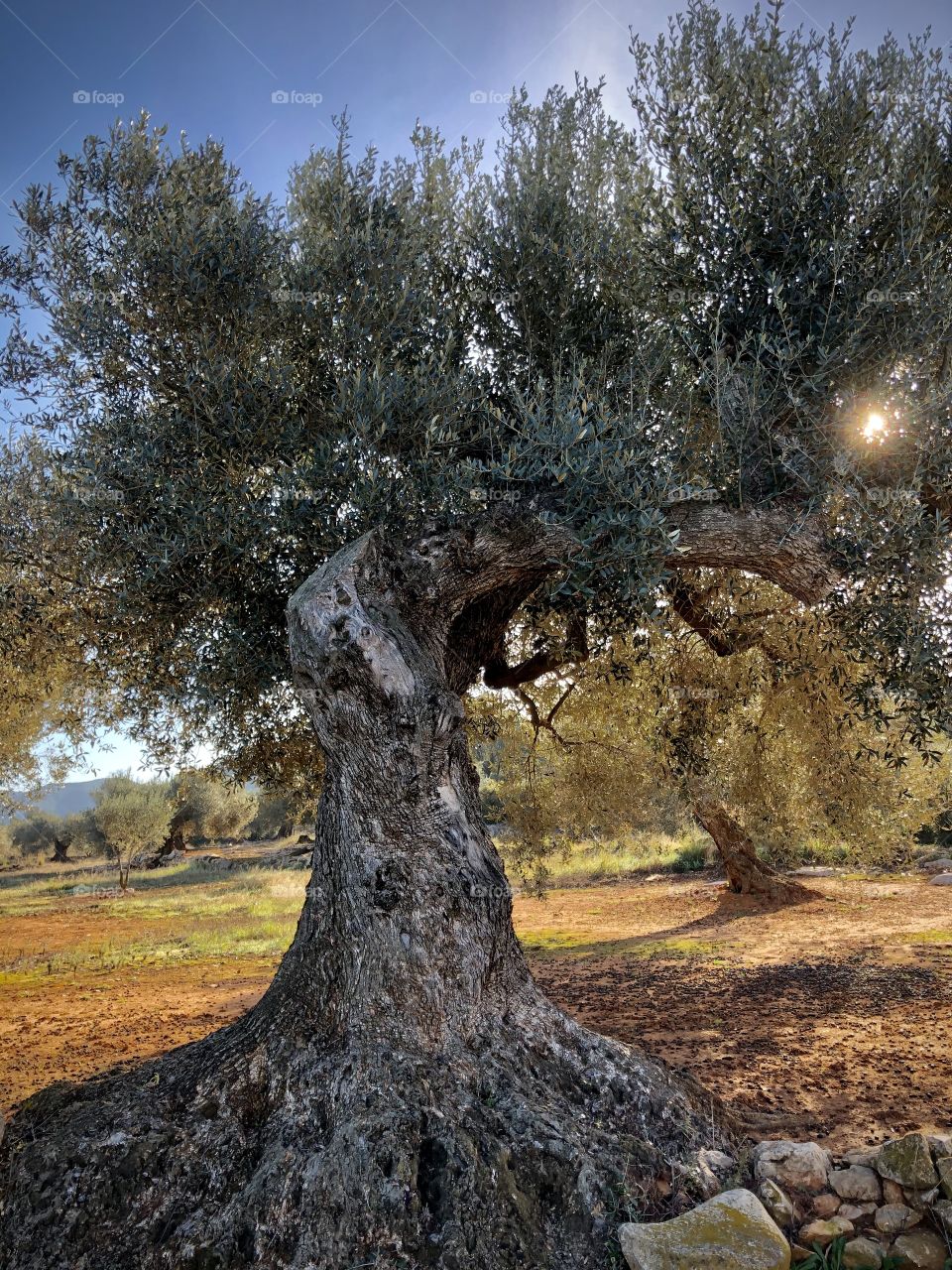 Olive tree 