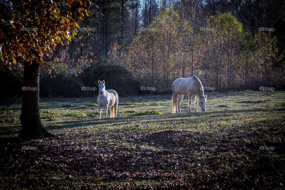 Horses; outside scenic 