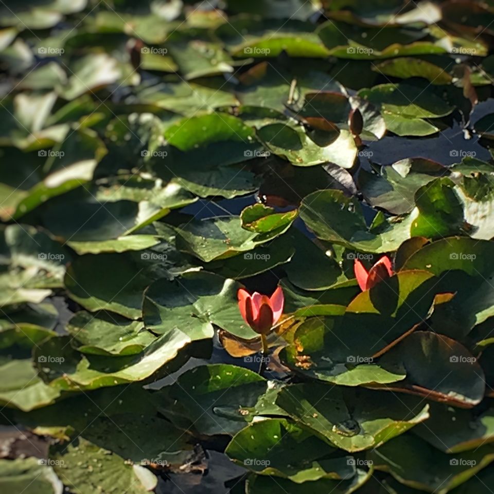 Water lilies in the sun