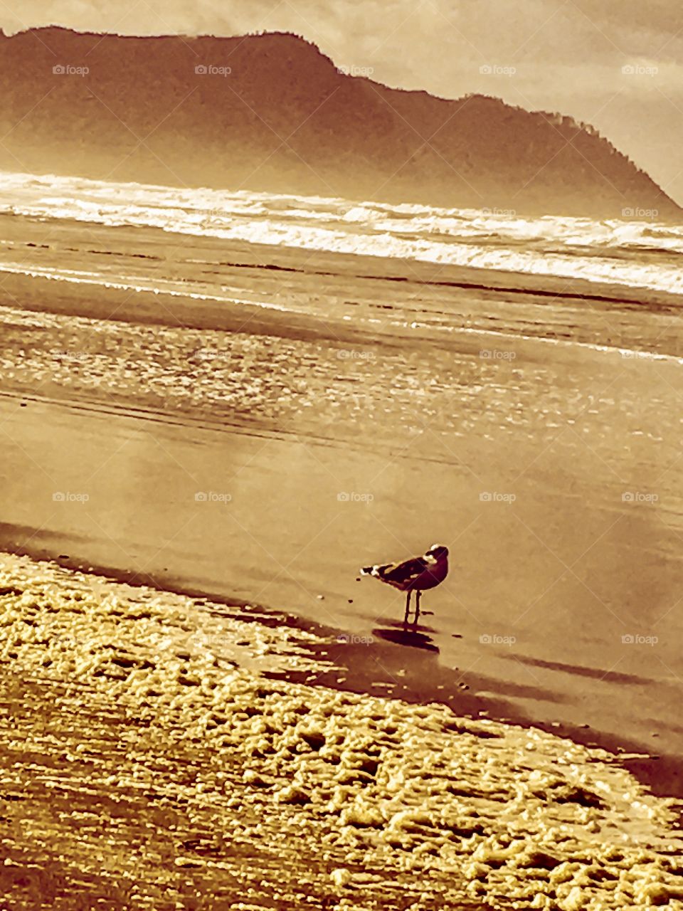 Golden Gull 