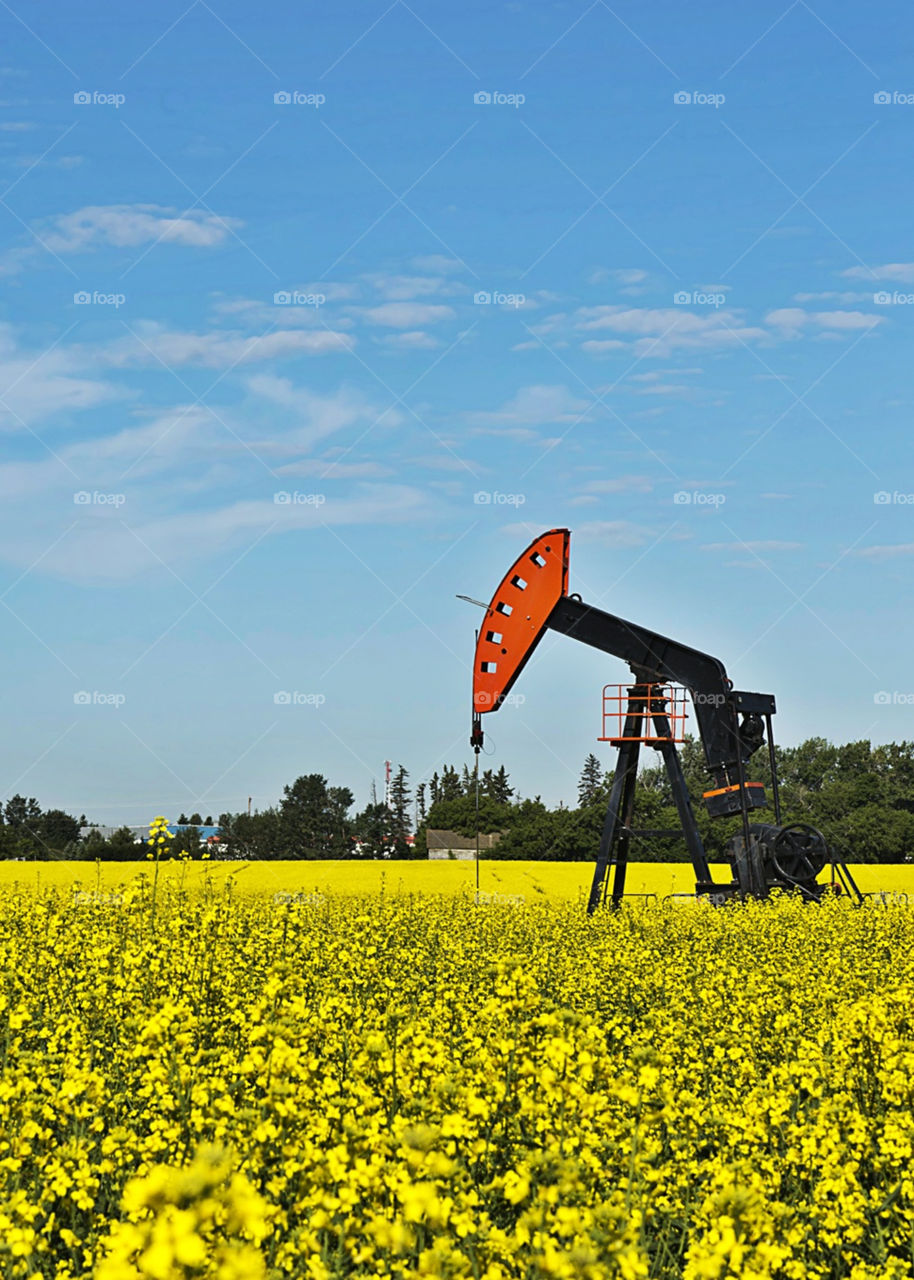 field yellow power oil by redrock