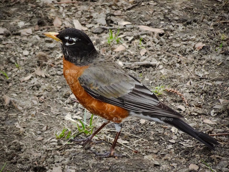 Robin walking at Central Park