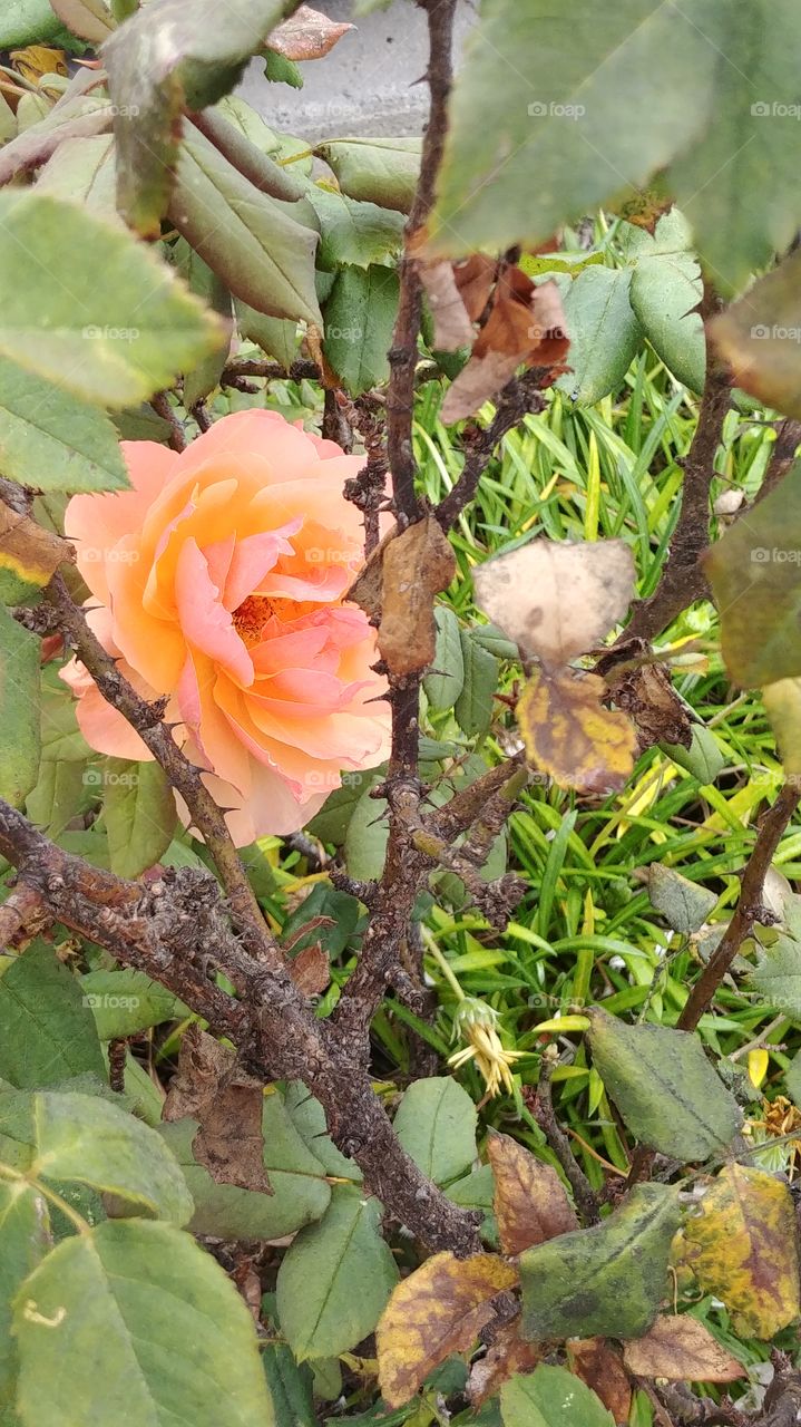 Every Rose Has it Throns