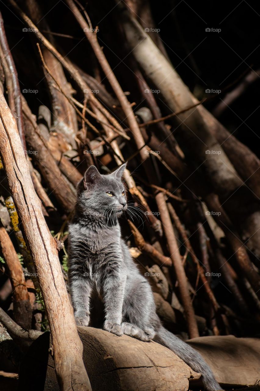 A cozy autumn vibe, with a curious kitten and the scent of wood in the air.