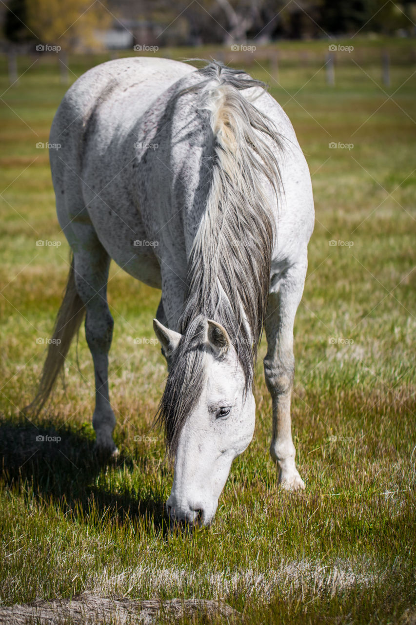 Horse eating