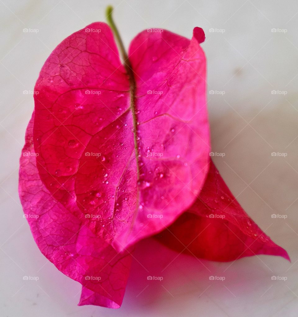 flower leave