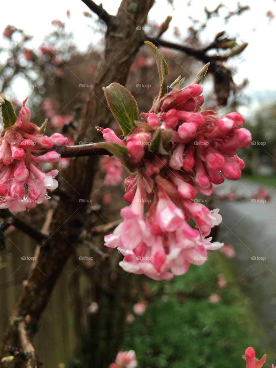 Flower buds growing on tree