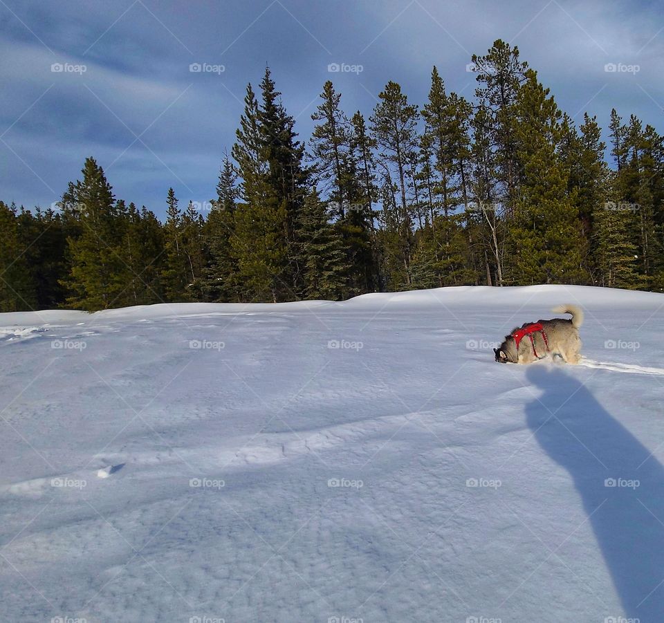 Husky in a red harness exploring the snow