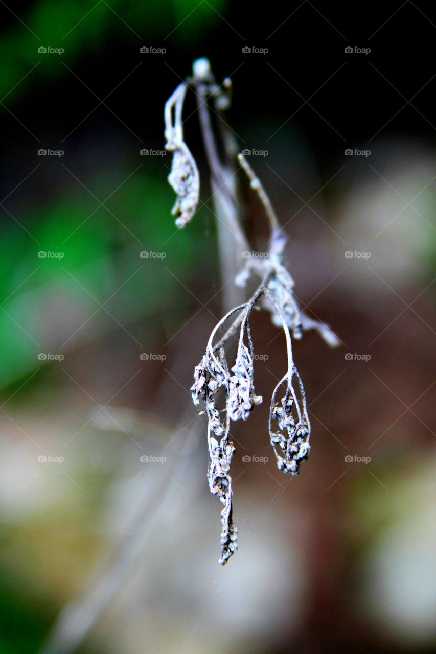 dried leaves