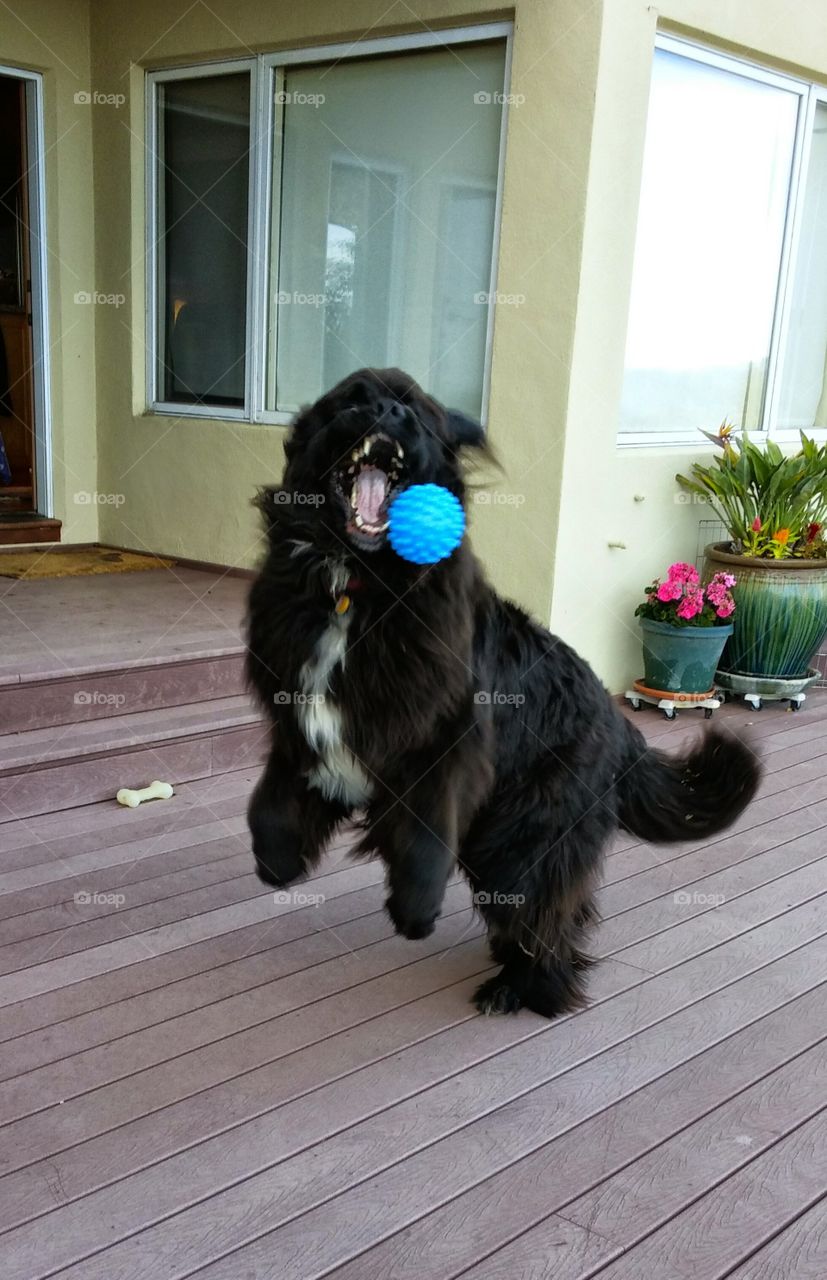 dog playing catch