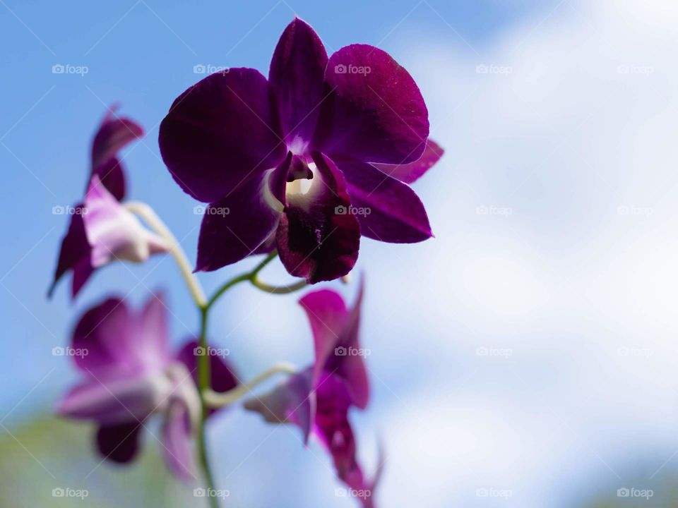 portrait of a beautiful purple orchid flower with a slightly blurred bright blue sky with white fluffy clouds background