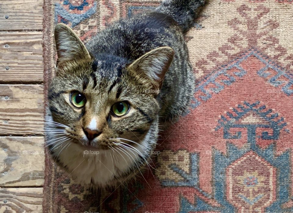 Cat with green eyes staring up while sitting on an oriental rug.