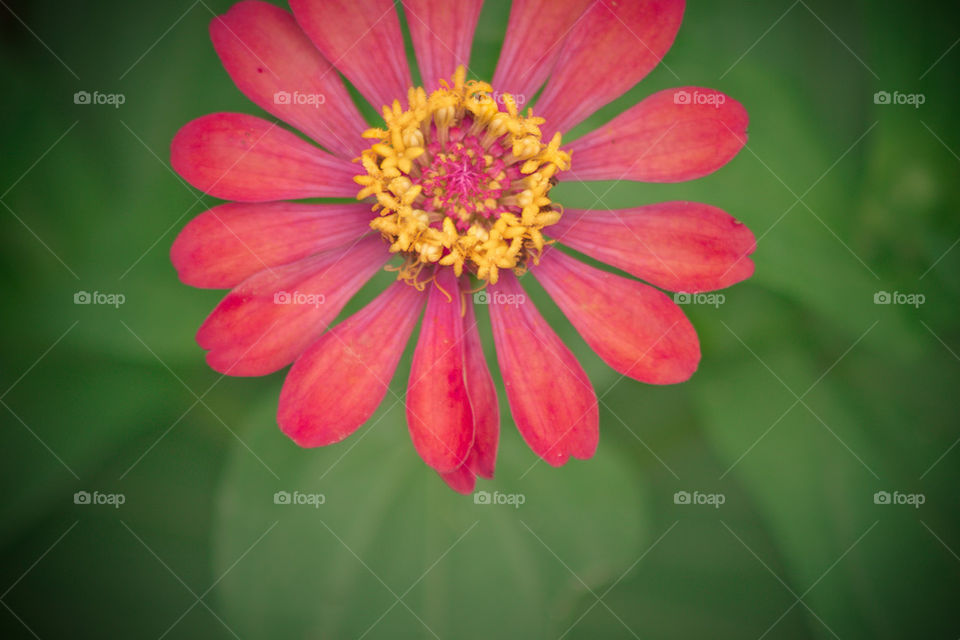 zinnia violacea Cav.