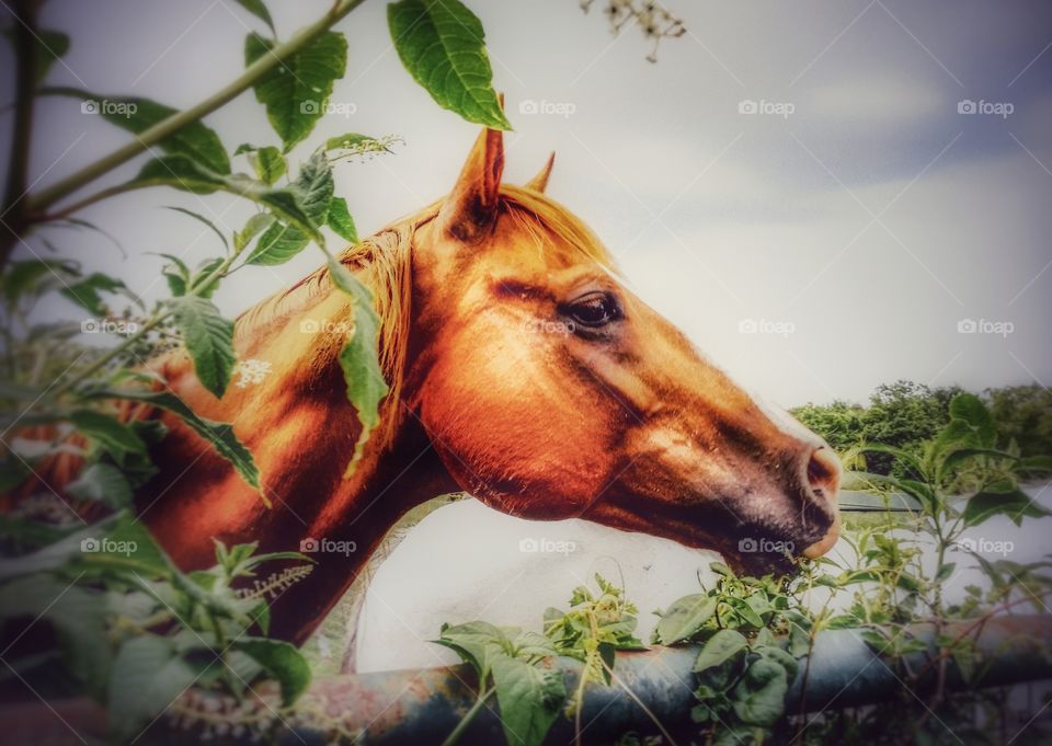 Side view of brown horse