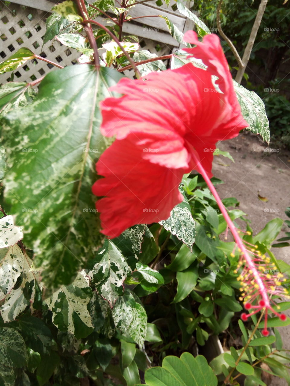 Flora, Leaf, Nature, Flower, Garden