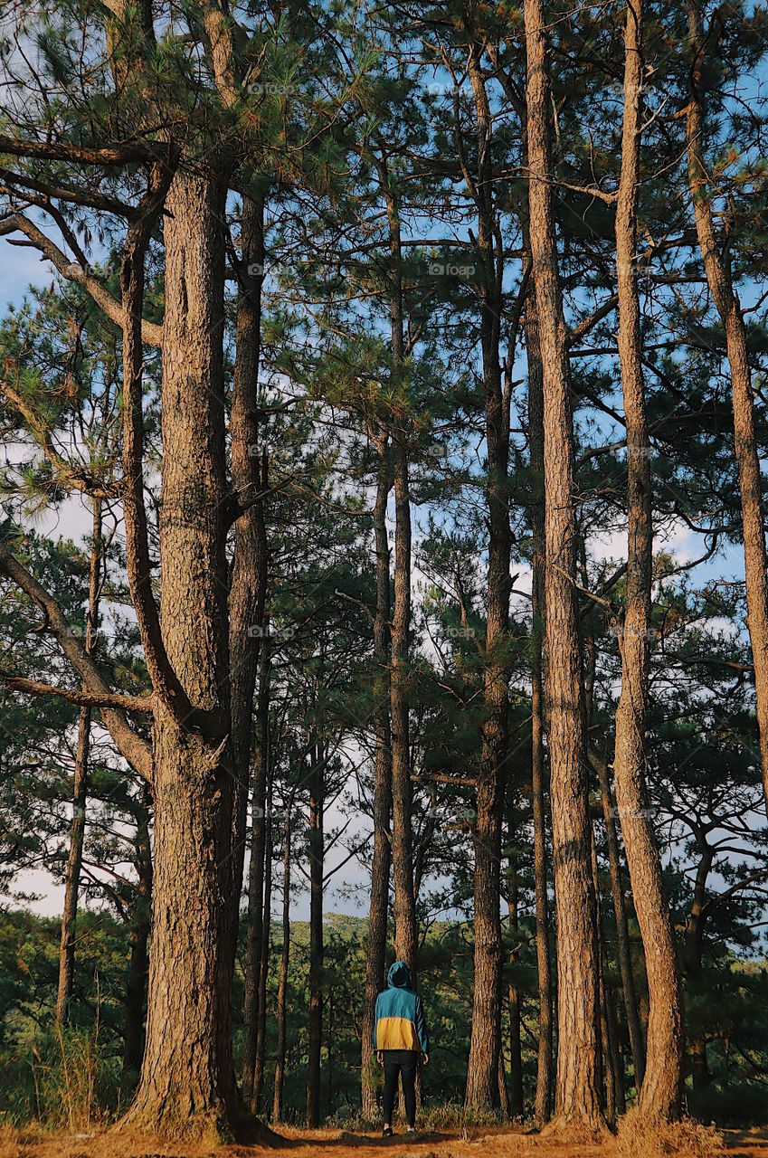 Into the city of pines