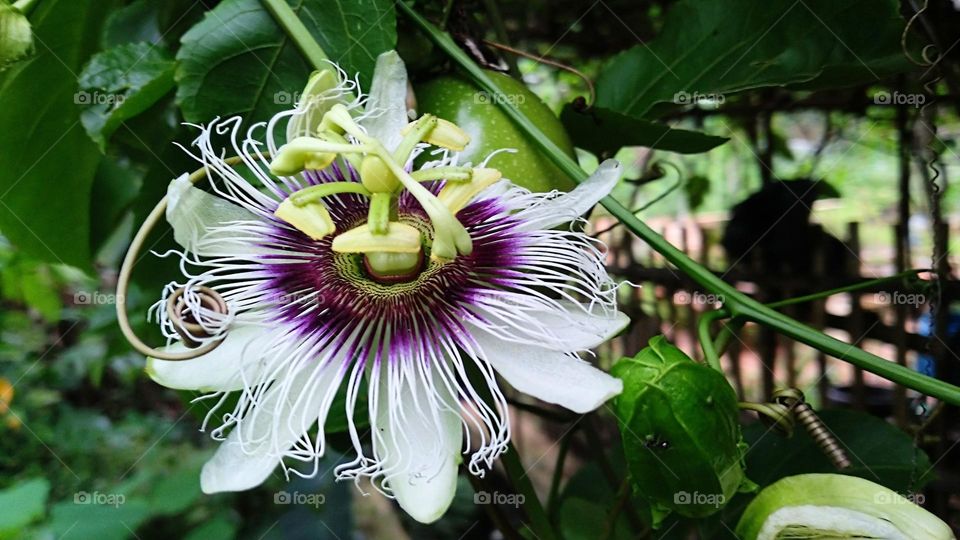 Passion flower in bloom in the garden