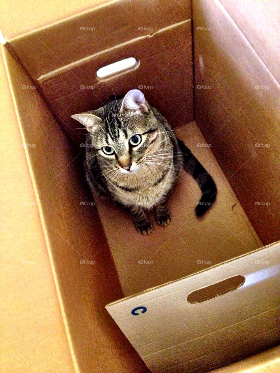 Cat in s box.
