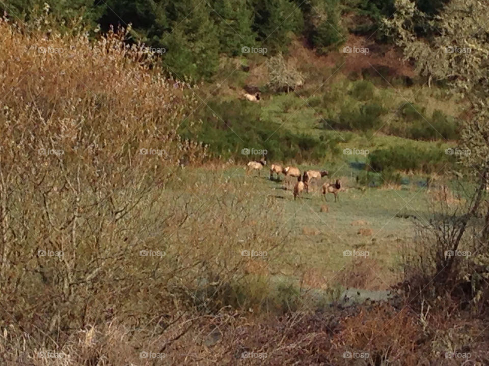 Elk hanging out. Elk traveling through a field in Oregon