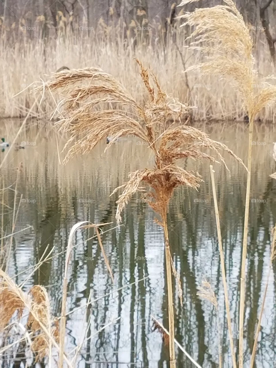 Ripples
