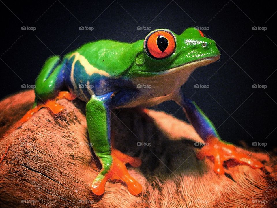 Red eyed tree frog 