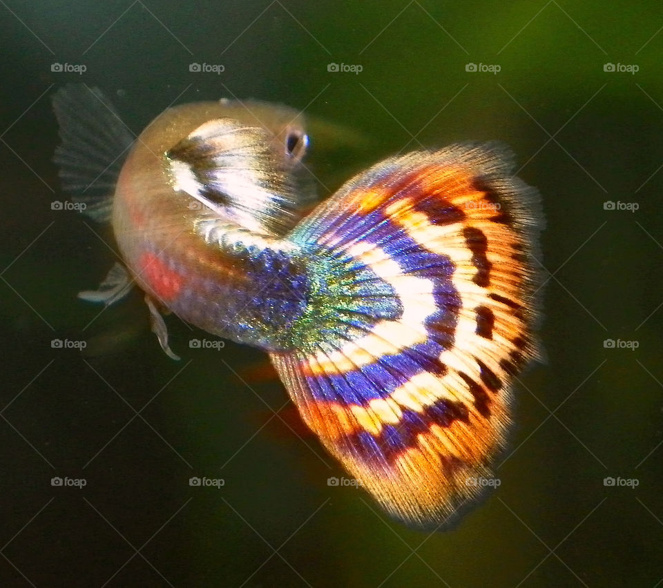 Guppy in Motion. it's all about the tail