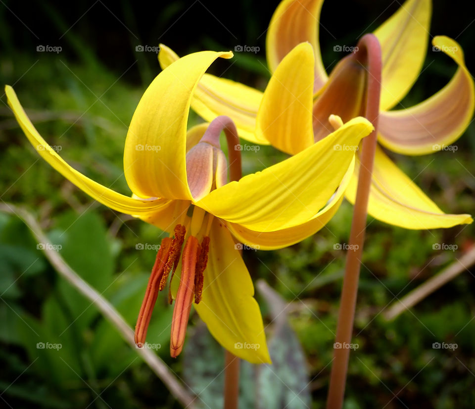 Pretty yellow trout lily flowers growing outside in the backyard in spring