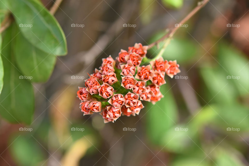 The bright red flowers Background blurry green leaves in park