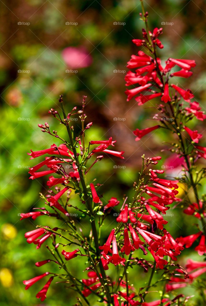 Garden favorites