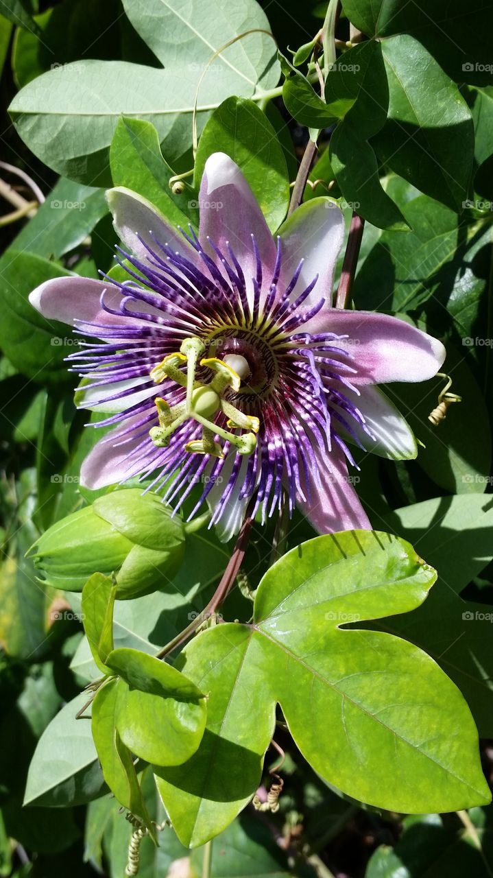 passion flower. purple passion flower on vine