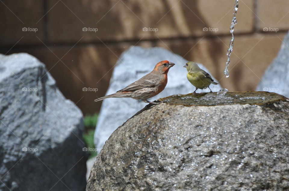 Sparrows at water basin