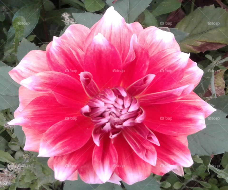 Beautiful dahlia flower hd image