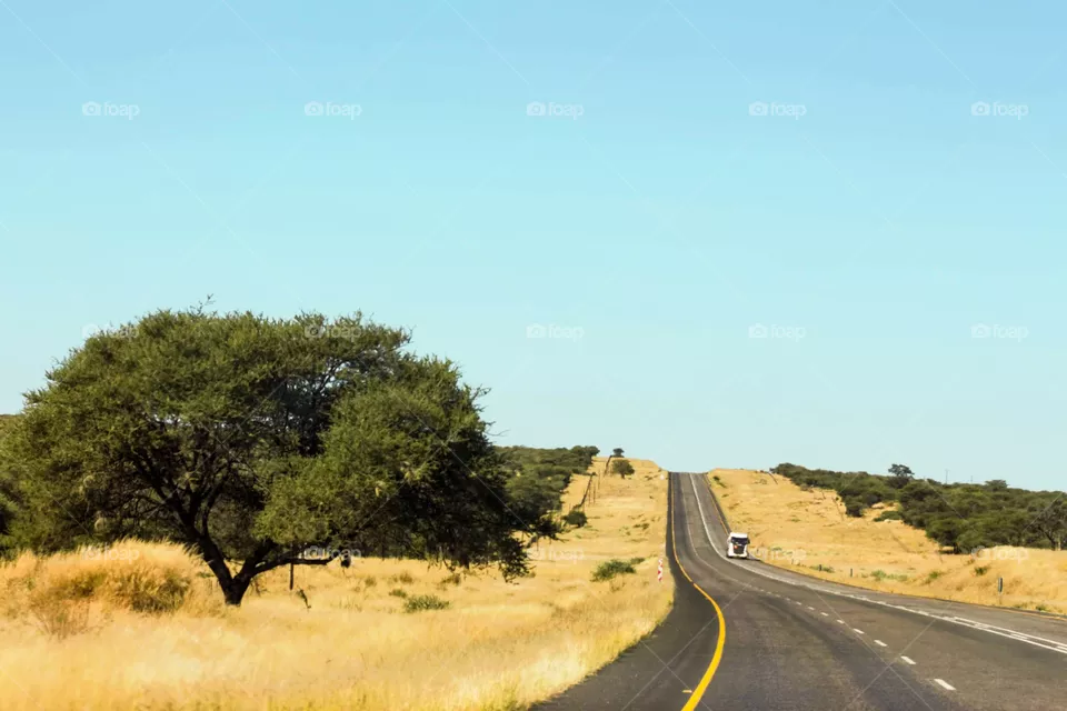 Long road going uphill on a road trip in the tropical savanna of Namibia. With tall dry grass and acacia bushes. 