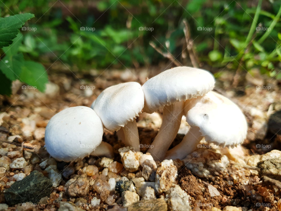 mushrooms growing in a row