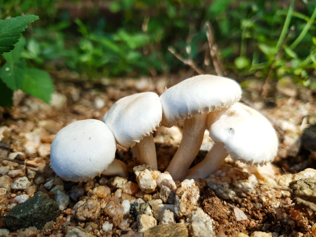 mushrooms growing in a row