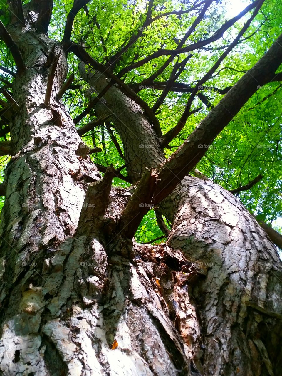 Old Pine Tree