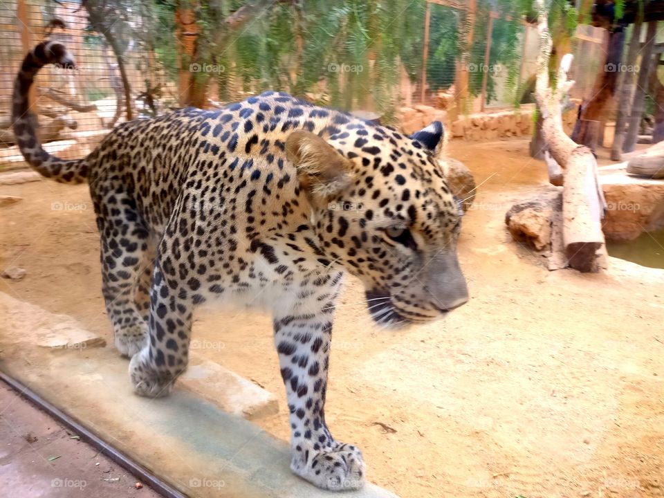 Leopard Beauty