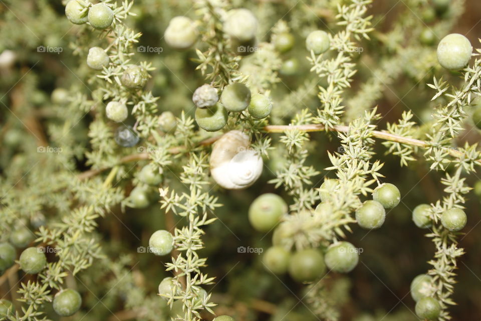 A snail on the fruit of the tree branch