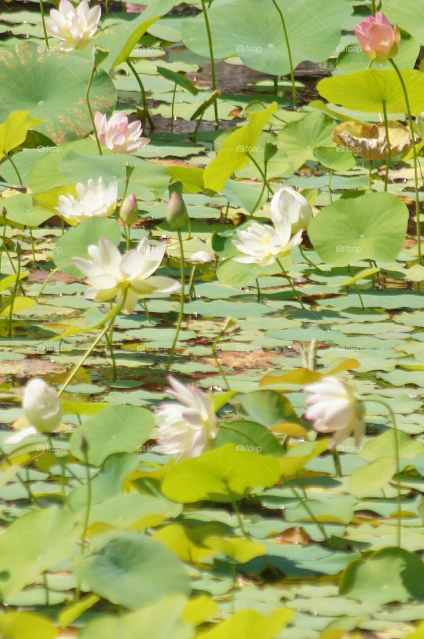 Water lilies
