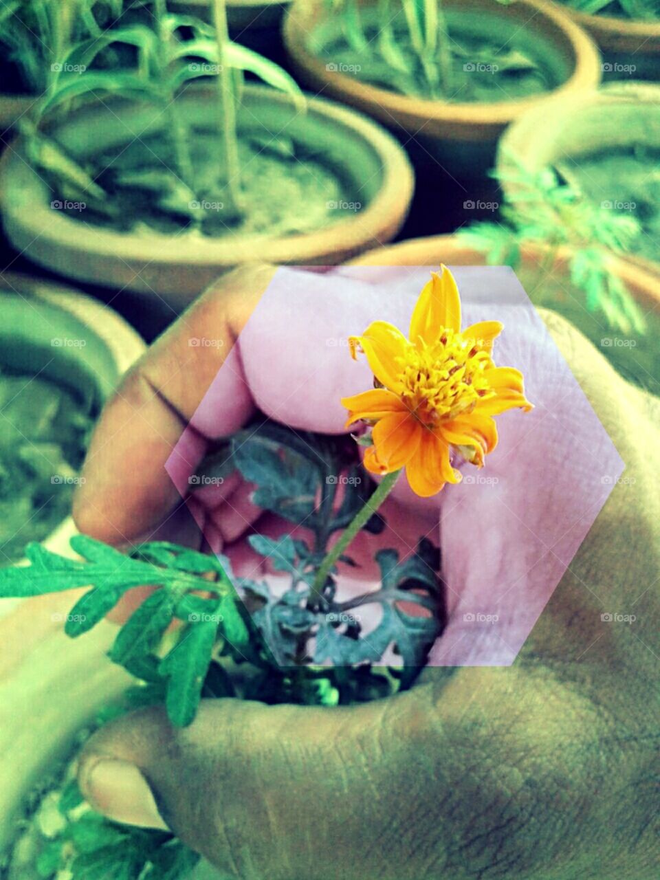 plant flower in hand