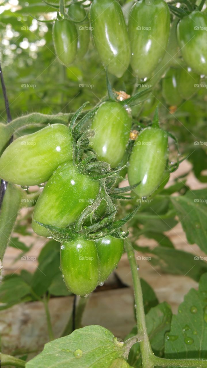 Water drops on a kind of small tomatoes