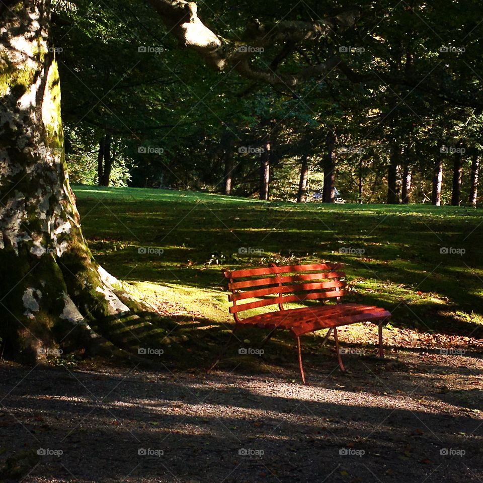 A red wooden park bench under golden autumn trees