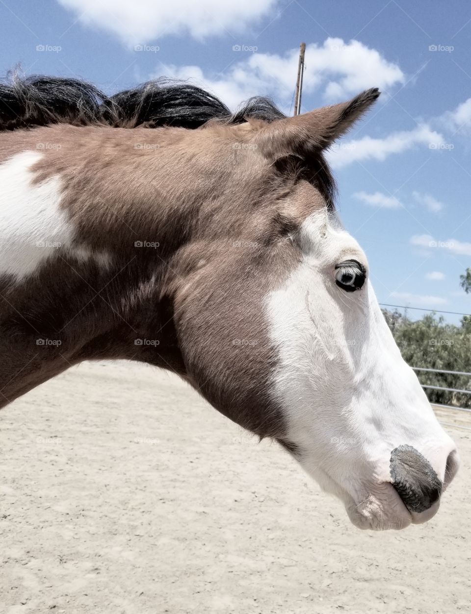 Paint Horse Side Profile