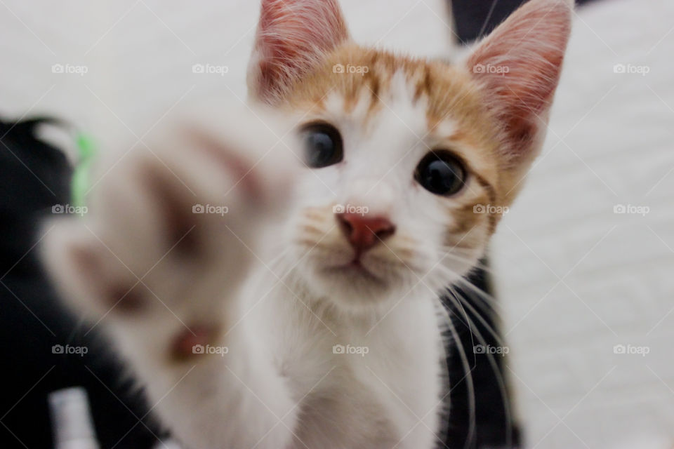 kitten want to touch the camera